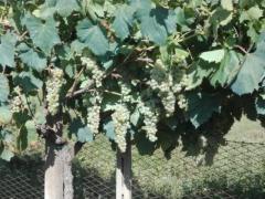Uva da vino