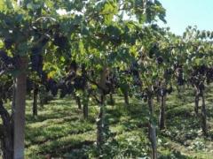 Uva da vino