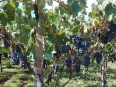 Uva da vino