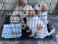 CUCCIOLI MAMMA SETTER 3/4 MESI CIRCA ORA SONO IN CANILE