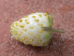 Fragola di bosco bianca
