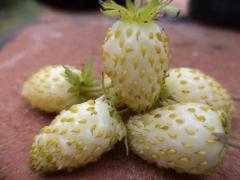 Fragola di bosco bianca