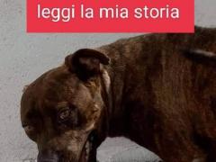 SASHA FEMMINA ADULTA INCROCIO PITBULL   ENTRATA IN CANILE NEL 2020