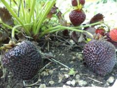 Fragola nera