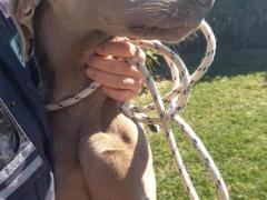 ALMA WEIMARANER PURA 3 ANNI TAGLIA GRANDE
