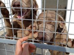ALMA WEIMARANER PURA 3 ANNI TAGLIA GRANDE