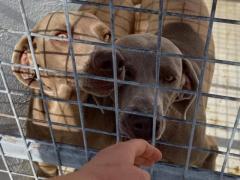 ALMA WEIMARANER PURA 3 ANNI TAGLIA GRANDE