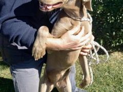 ALMA WEIMARANER PURA 3 ANNI TAGLIA GRANDE