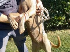 ALMA WEIMARANER PURA 3 ANNI TAGLIA GRANDE