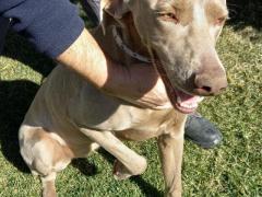 ALMA WEIMARANER PURA 3 ANNI TAGLIA GRANDE