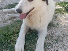MACCHIA 10 ANNI E BRANDO 11 ANNI