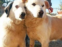 MACCHIA 10 ANNI E BRANDO 11 ANNI