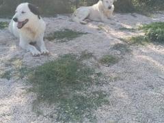 MACCHIA 10 ANNI E BRANDO 11 ANNI