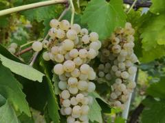 Uva da vino