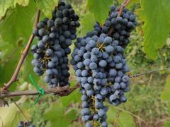 Uva da vino