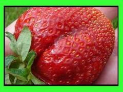 Fragola gigante