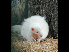 moffette americane deghiandolate
