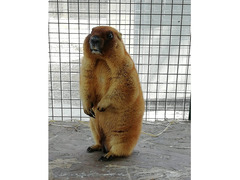 Marmotte Bobak con documenti