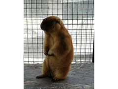 Marmotte Bobak con documenti