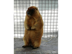 Marmotte Bobak con documenti