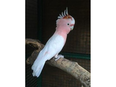 pappagalli Cacatua Libbiter
