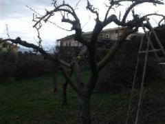 Giardiniere esperto