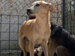 JERRY MASCHIO 6 ANNI TAGLIA PICCOLA 10/11 KG