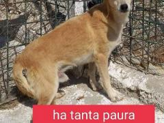 JERRY MASCHIO 6 ANNI TAGLIA PICCOLA 10/11 KG