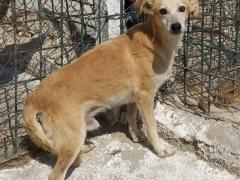 JERRY MASCHIO 6 ANNI TAGLIA PICCOLA 10/11 KG
