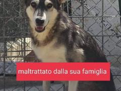 BALTO 2 ANNI 15 KG CIRCA TAGLIA MEDIA PICCOLA