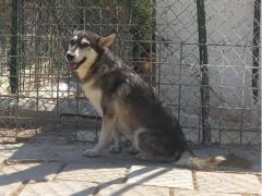 BALTO 2 ANNI 15 KG CIRCA TAGLIA MEDIA PICCOLA