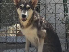 BALTO 2 ANNI 15 KG CIRCA TAGLIA MEDIA PICCOLA