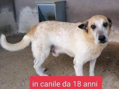 NONNO ELIA 18 ANNI 20 KG TAGLIA MEDIA