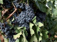 Vendo uva Carignano del Sulcis Doc a Sant'Anna Arresi