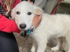 BIANCHINA CUCCIOLA MAREMMANA 2 MESI