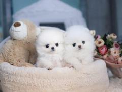 Vendita cucciolo volpini spitz di pomerania cuccioli pagamento rateizzabile