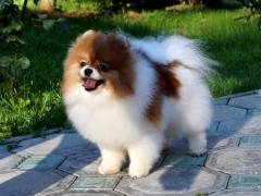 Vendita cucciolo volpini spitz di pomerania cuccioli pagamento rateizzabile