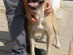 BRUZIO 2 ANNI SIMIL LABRADOR  25 KG