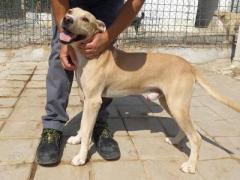 BRUZIO 2 ANNI SIMIL LABRADOR  25 KG