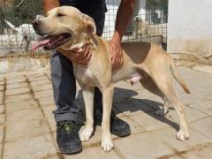 BRUZIO 2 ANNI SIMIL LABRADOR  25 KG