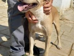 BRUZIO 2 ANNI SIMIL LABRADOR  25 KG