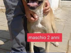 BRUZIO 2 ANNI SIMIL LABRADOR  25 KG