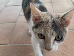 Gattina 3 mesi