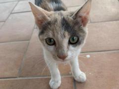 Gattina 3 mesi