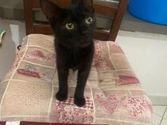 Gattina 3 mesi