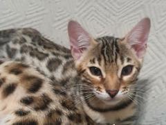 Cuccioli Bengala con pedigree