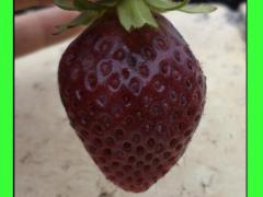 Fragola ciliegia