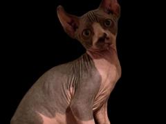 Elf/Sphynx, gatto nudo