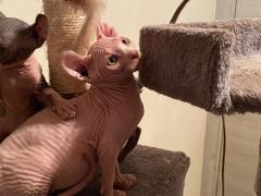 Elf/Sphynx, gatto nudo