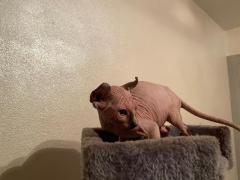 Elf/Sphynx, gatto nudo